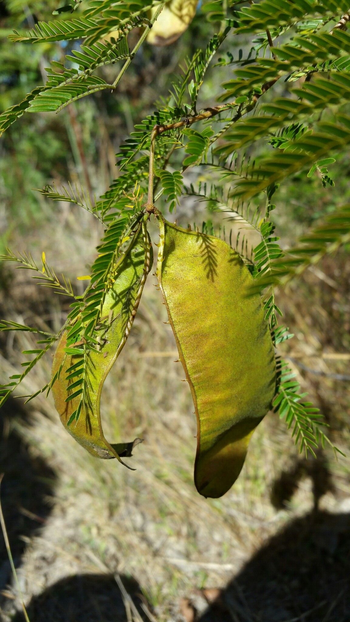 Mimosa vilersii — search result for 'Mimosa'