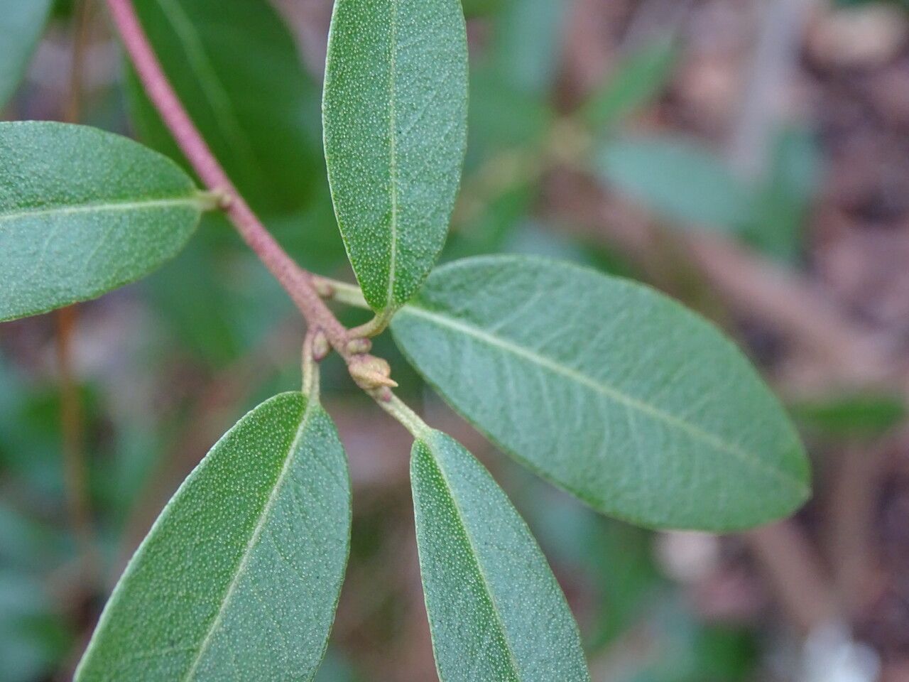 Rhododendron tatsienense — houseplant care guide