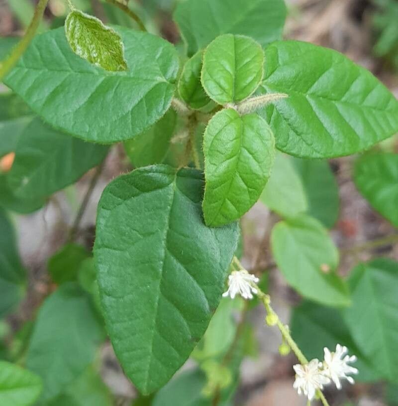 Croton humilis — houseplant care guide