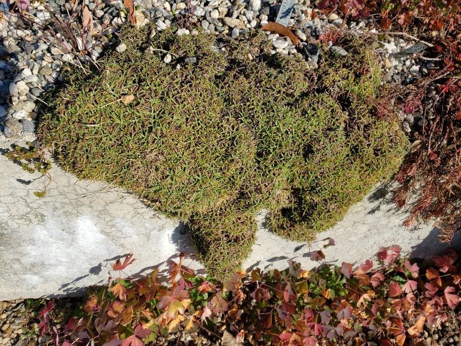 Dianthus webbianus habit