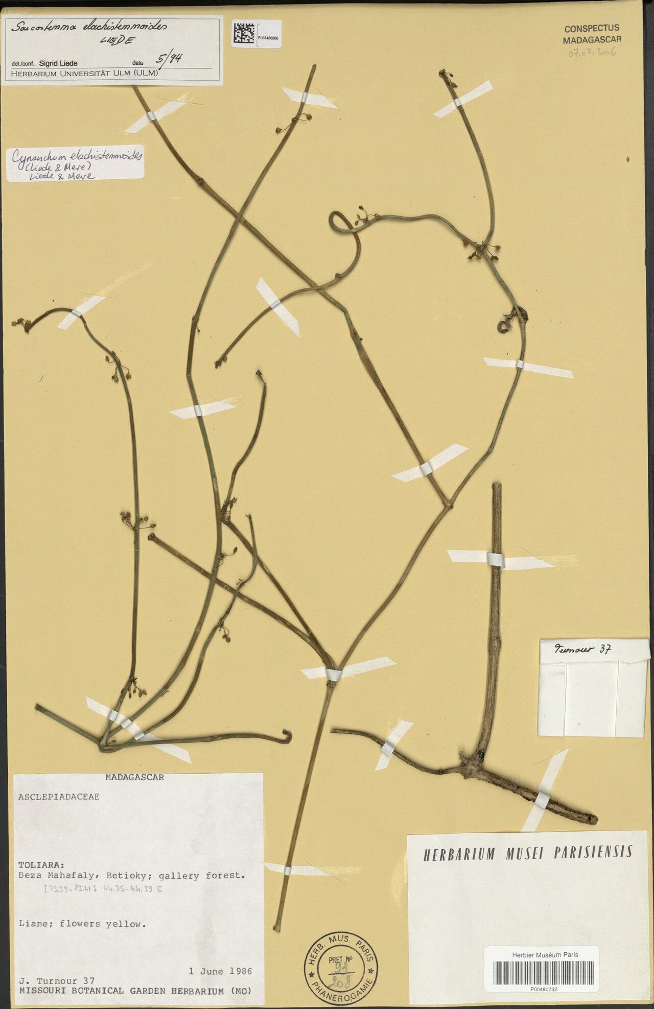 Cynanchum elachistemmoides — houseplant care guide