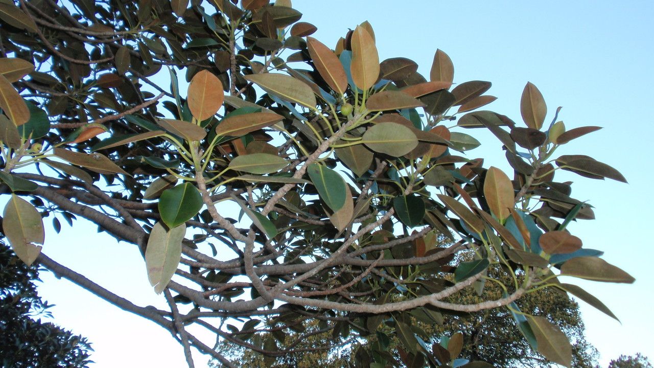 Ficus macrophylla leaf
