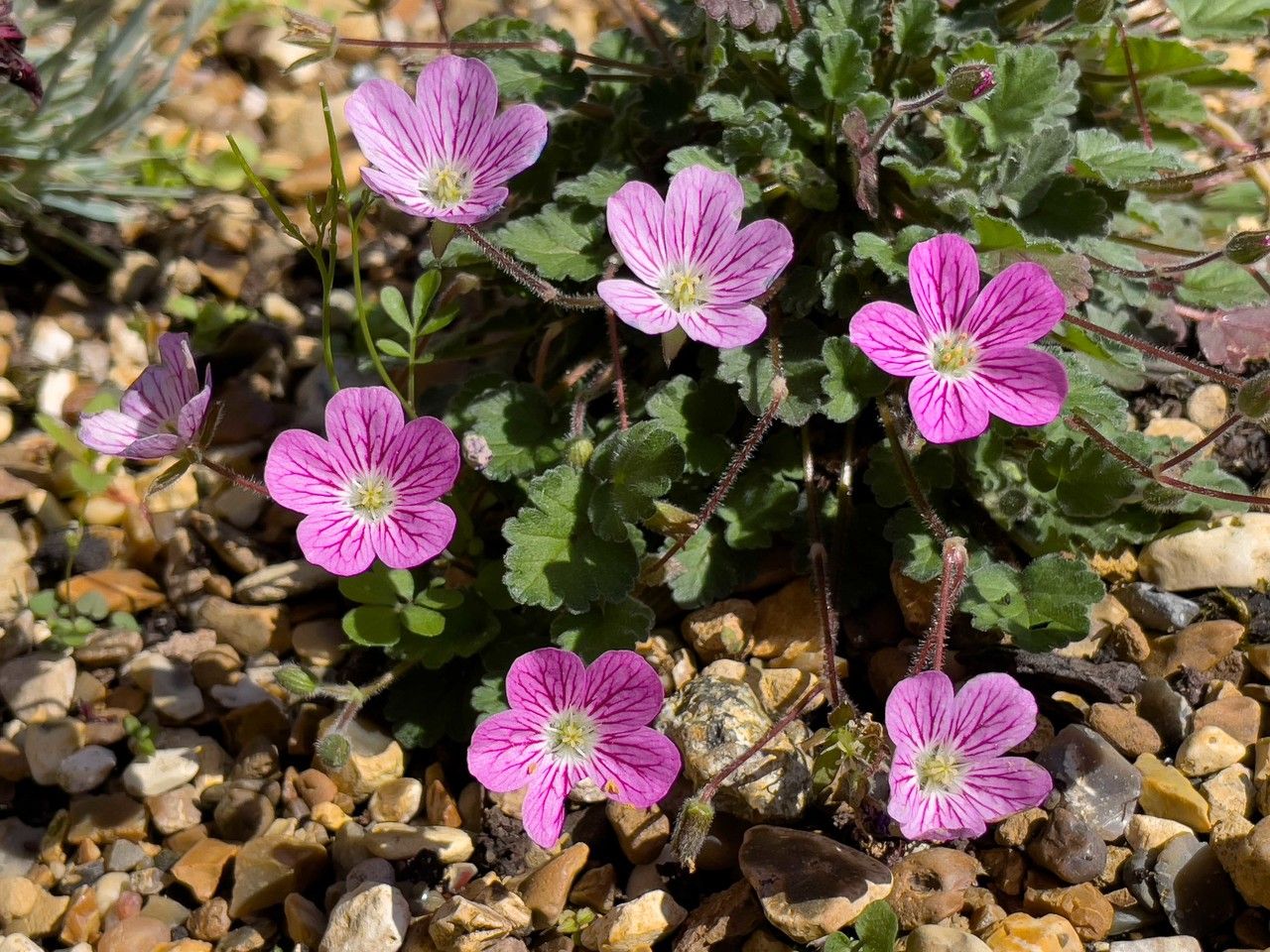 Erodium boissieri flower