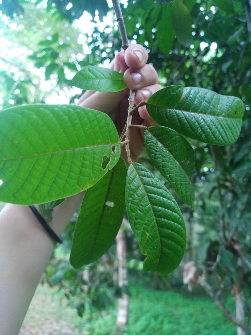 Anisoptera costata leaf