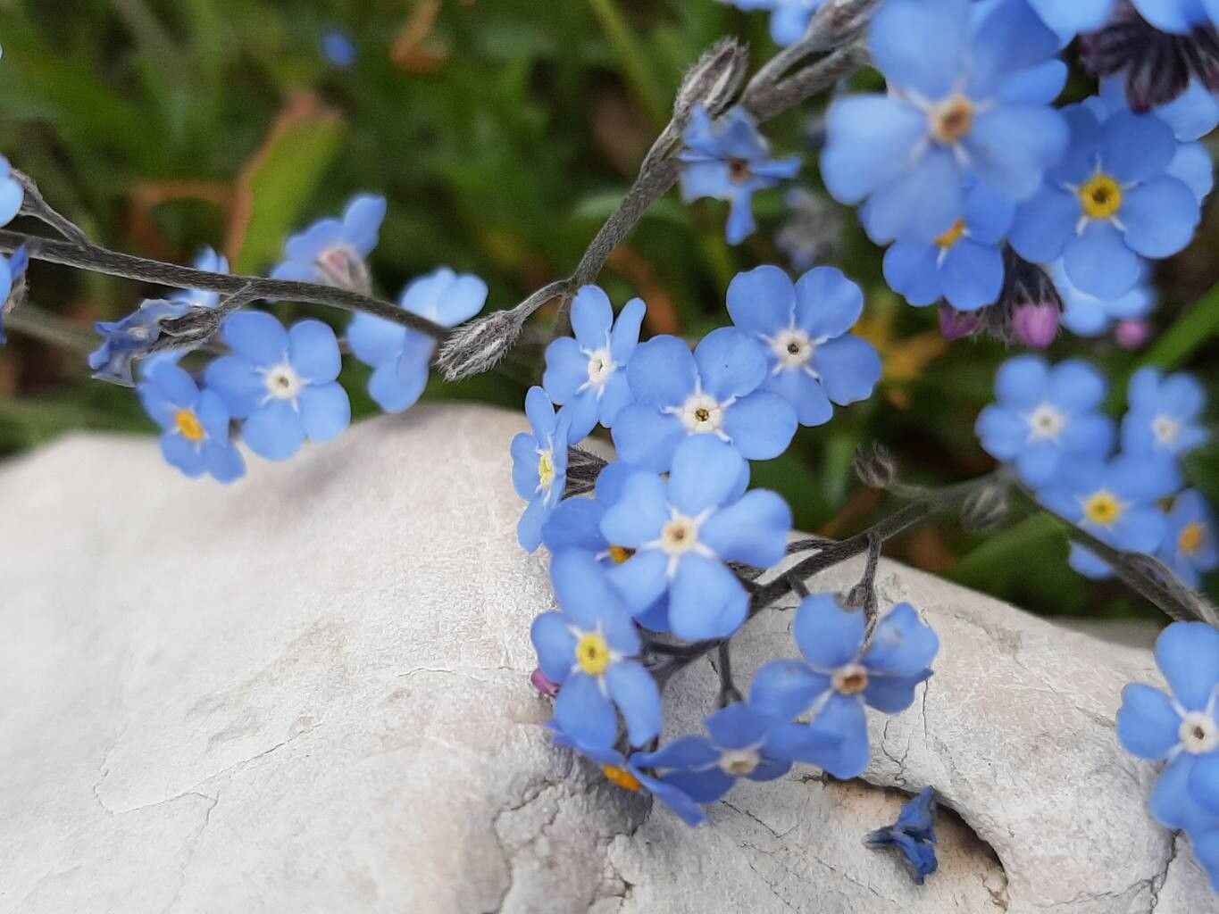 Myosotis graui — houseplant care guide