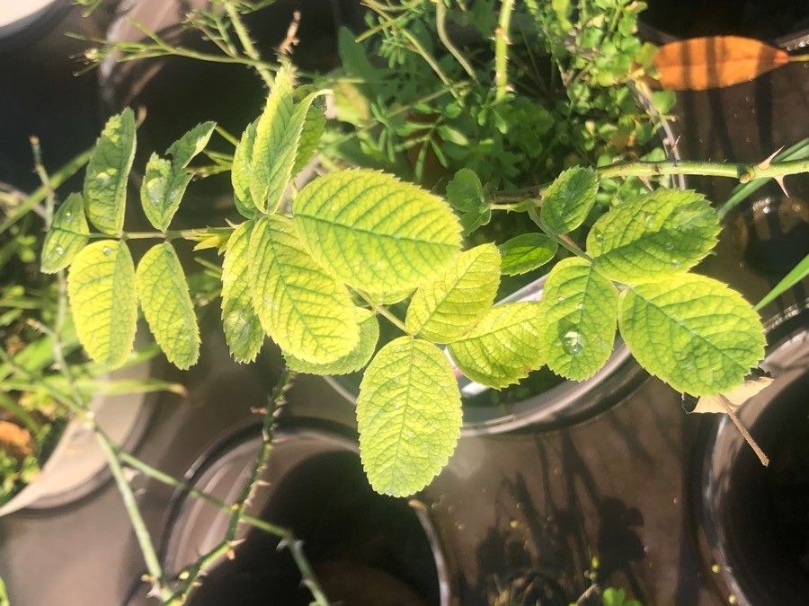 Rosa × damascena — search result for 'Rosa'