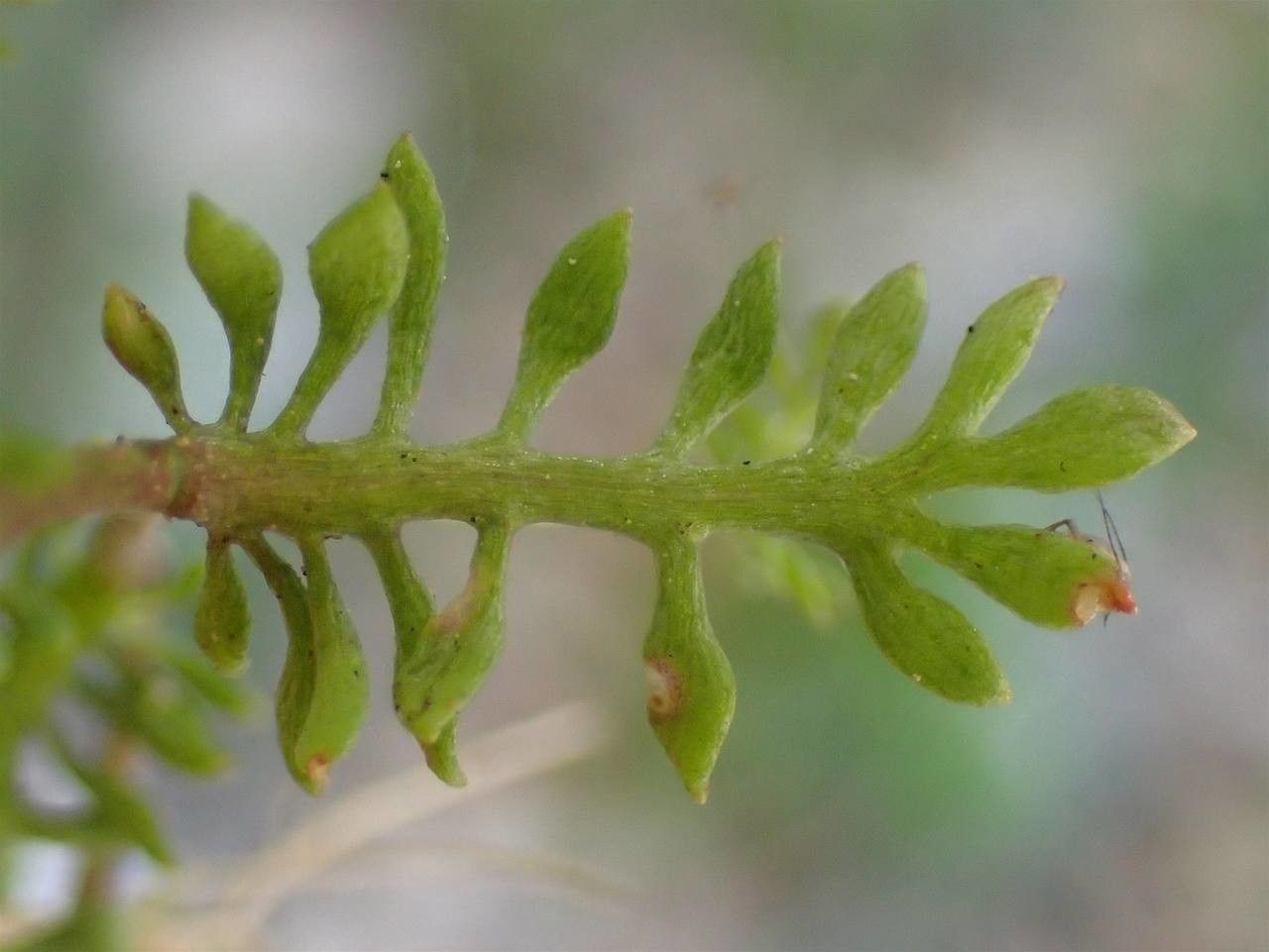 Hornungia petraea leaf