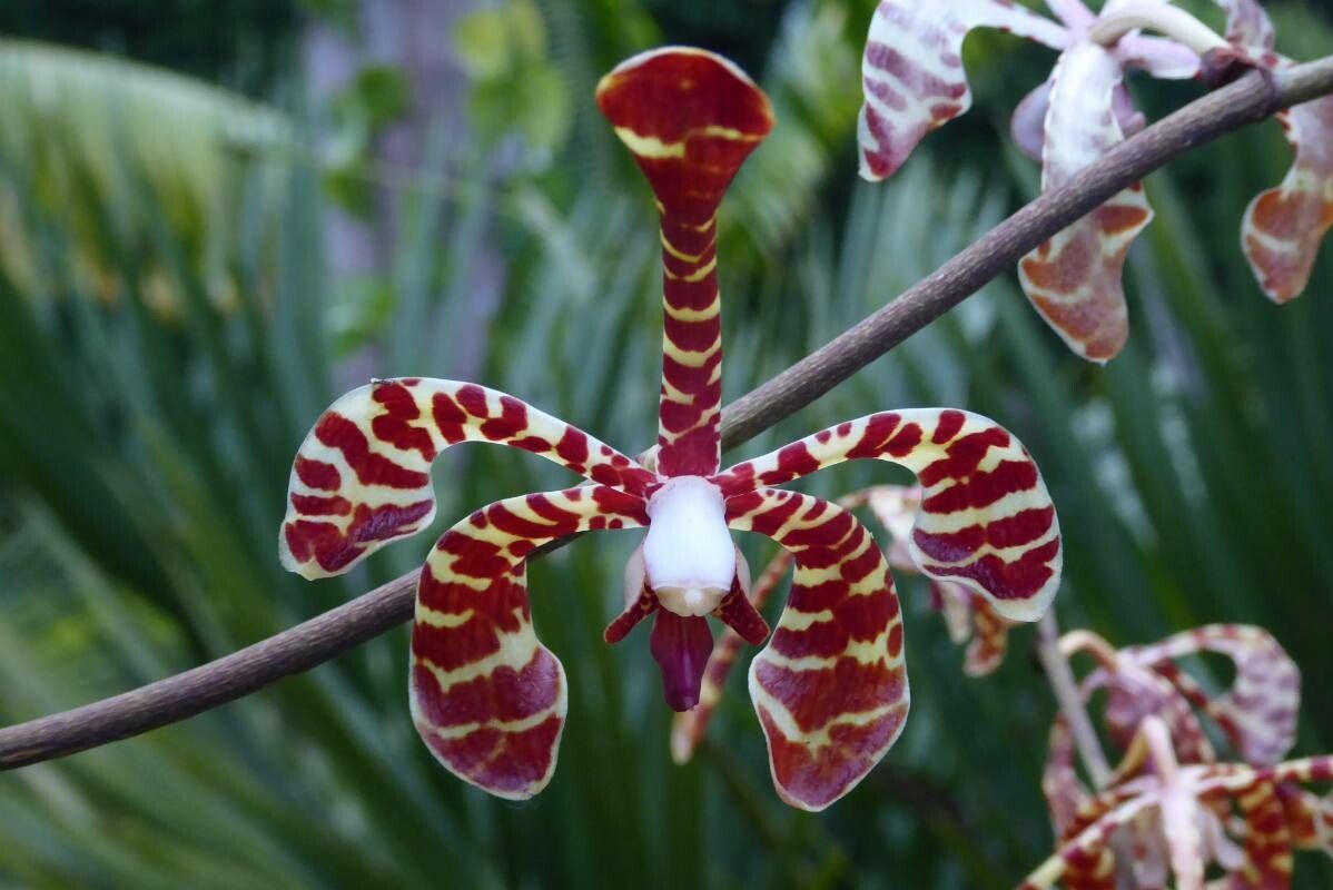 Phalaenopsis fasciata — houseplant care guide