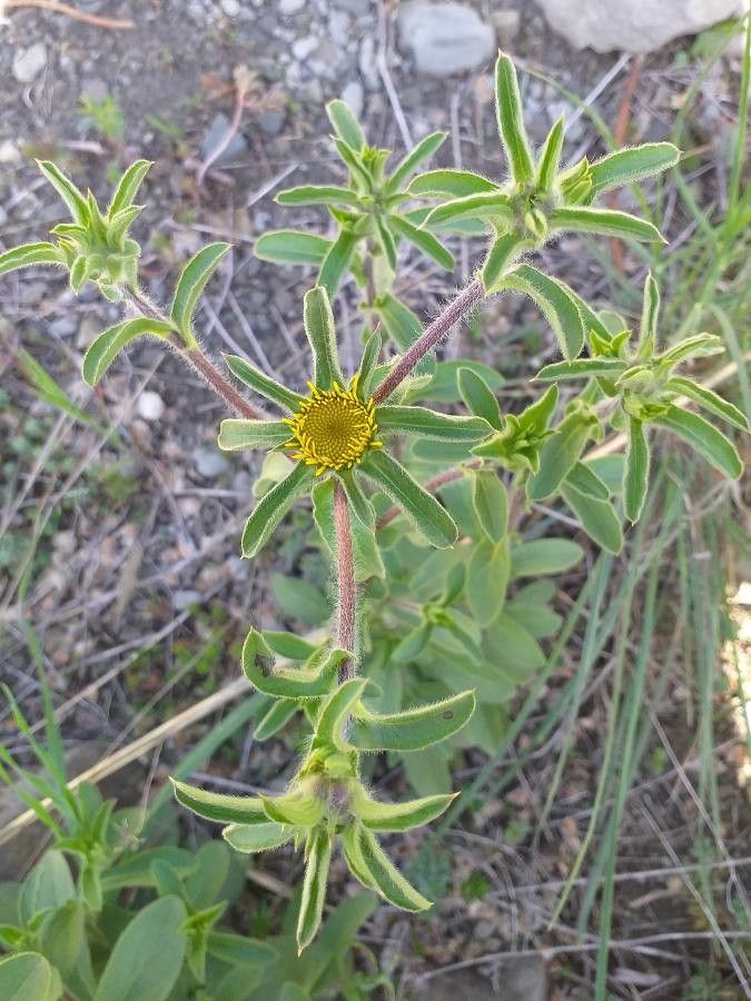 Pallenis spinosa flower