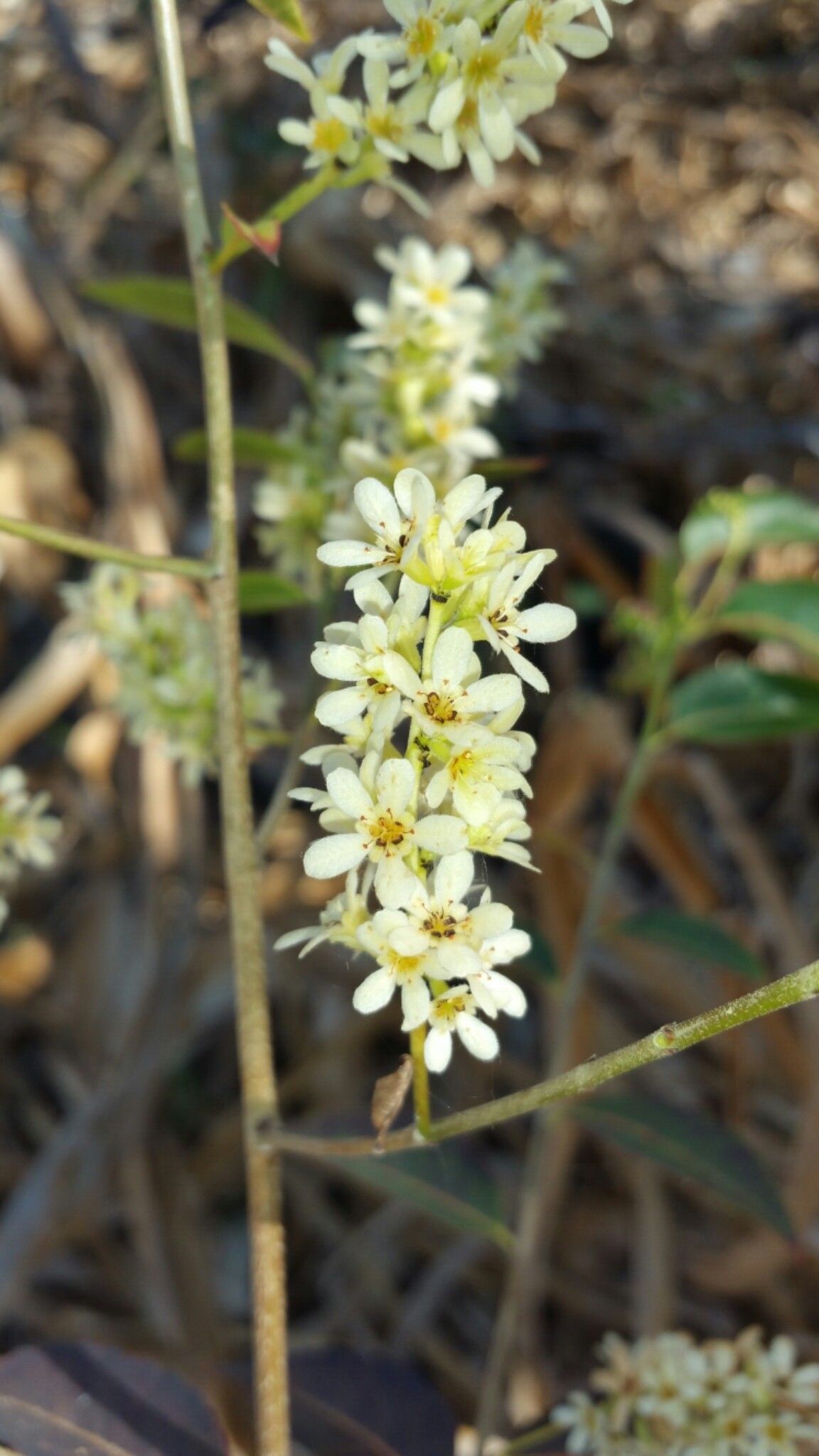 Homalium albiflorum flower