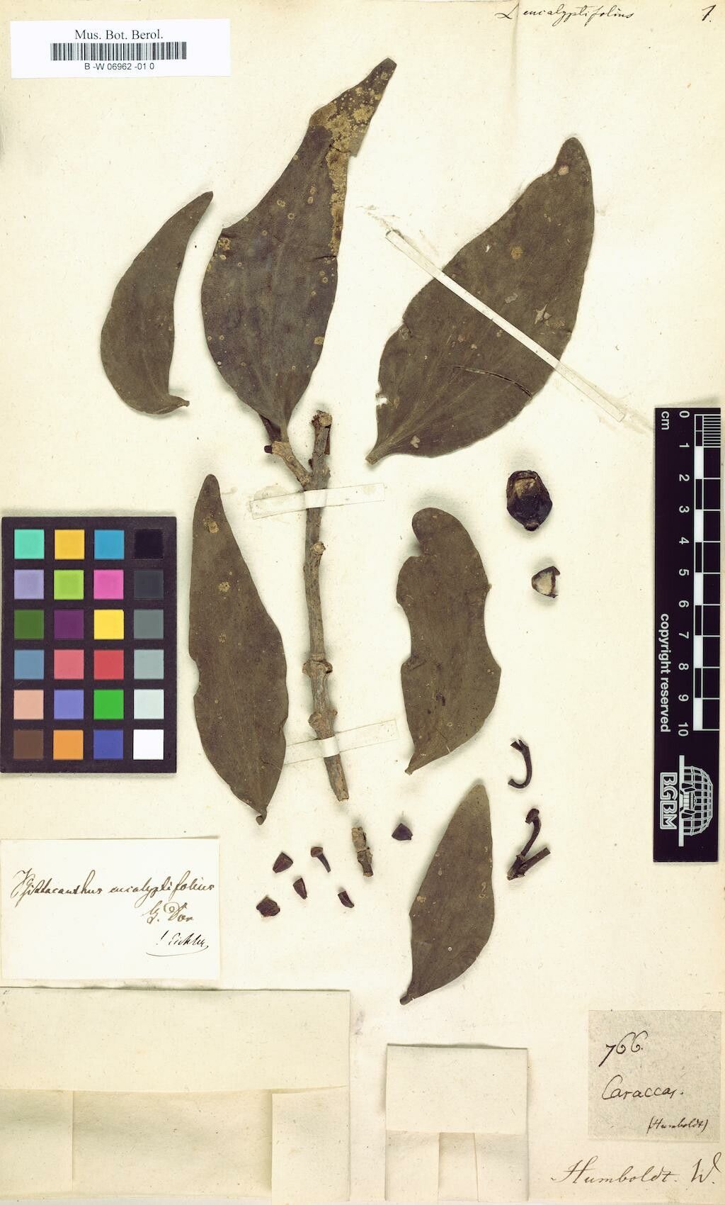 Psittacanthus eucalyptifolius leaf