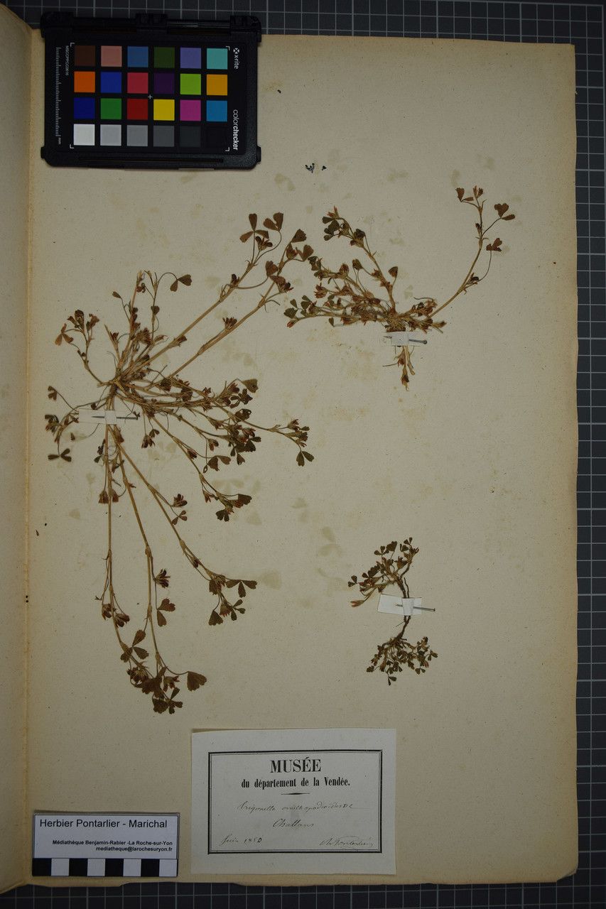 Trifolium ornithopodioides other