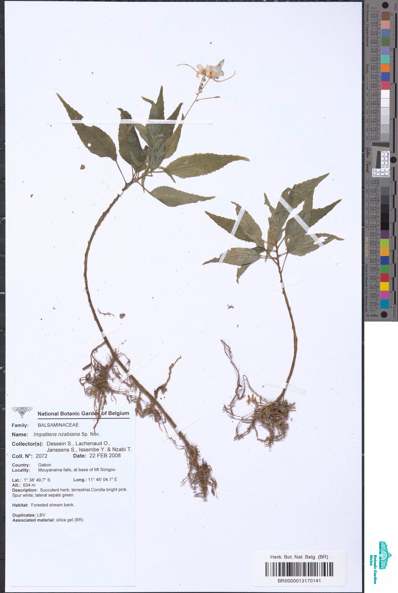 Impatiens nzabiana — houseplant care guide