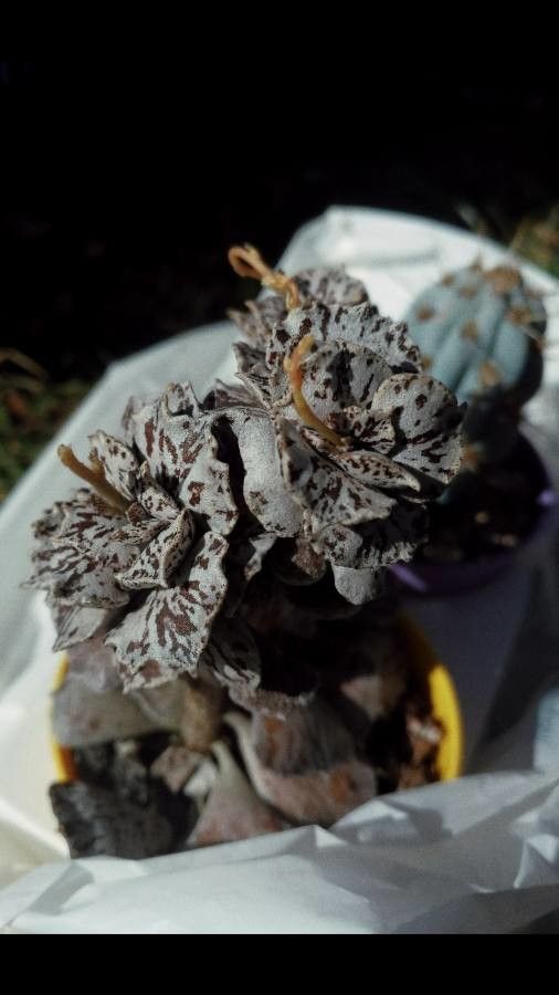 Kalanchoe rhombopilosa flower