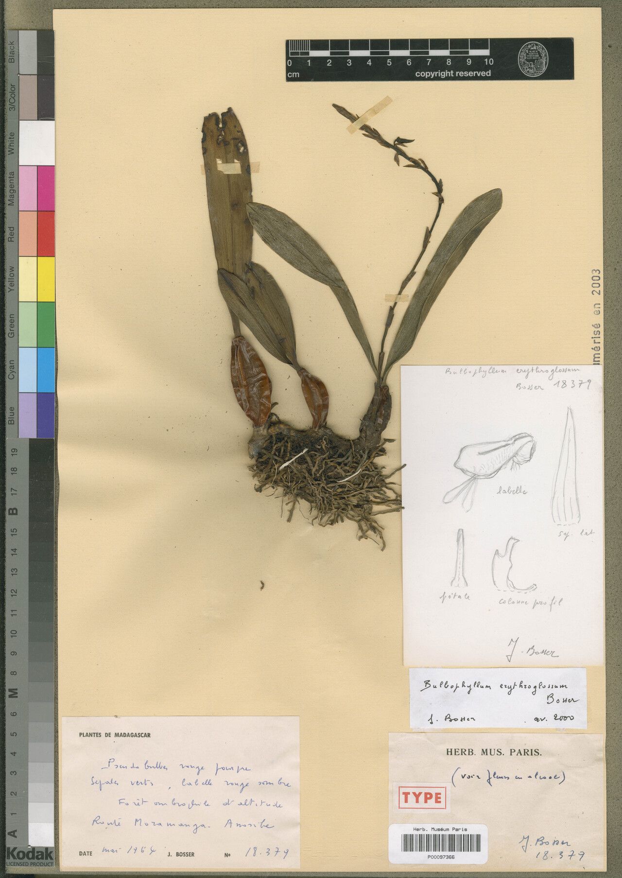 Bulbophyllum erythroglossum — houseplant care guide