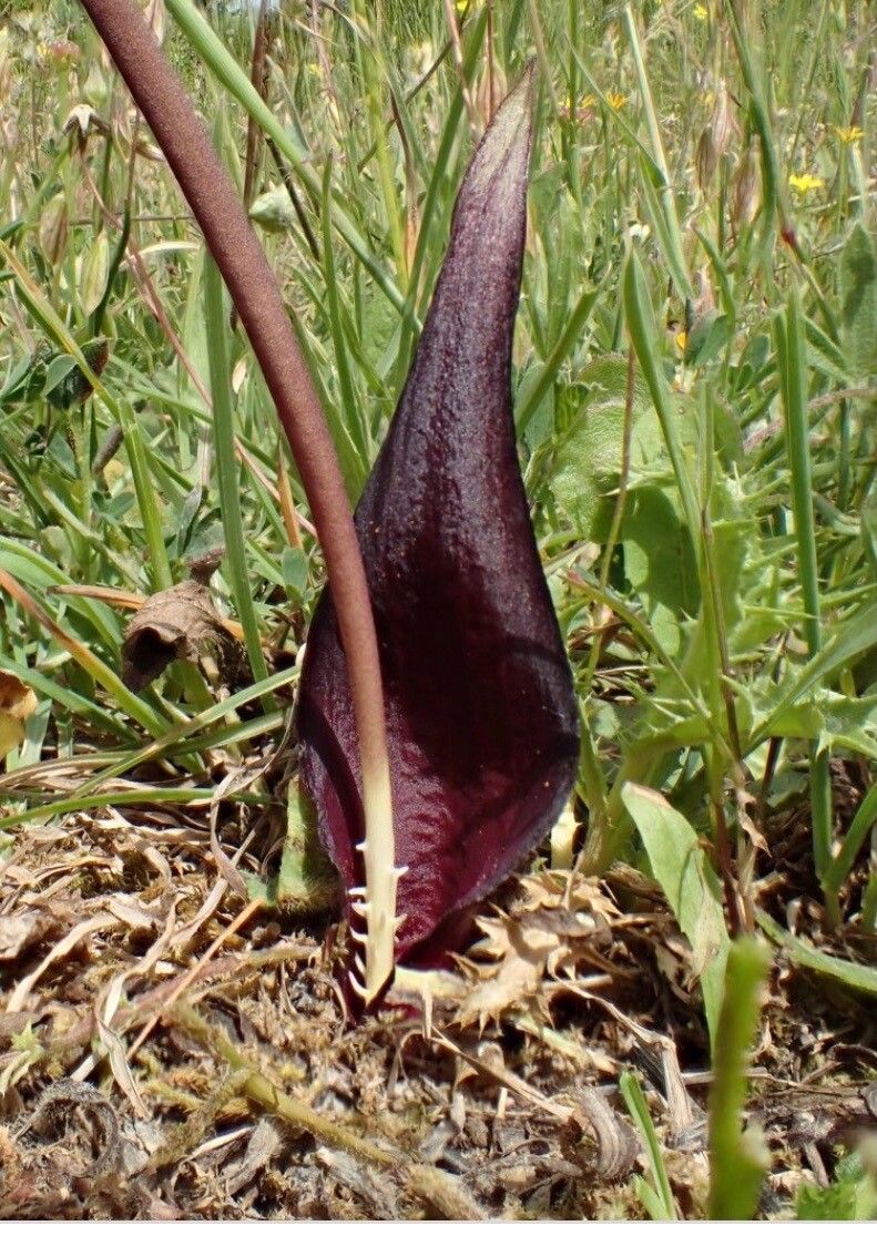 Biarum tenuifolium flower