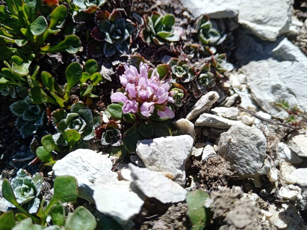 Noccaea stilosa — search result for 'Noccaea'