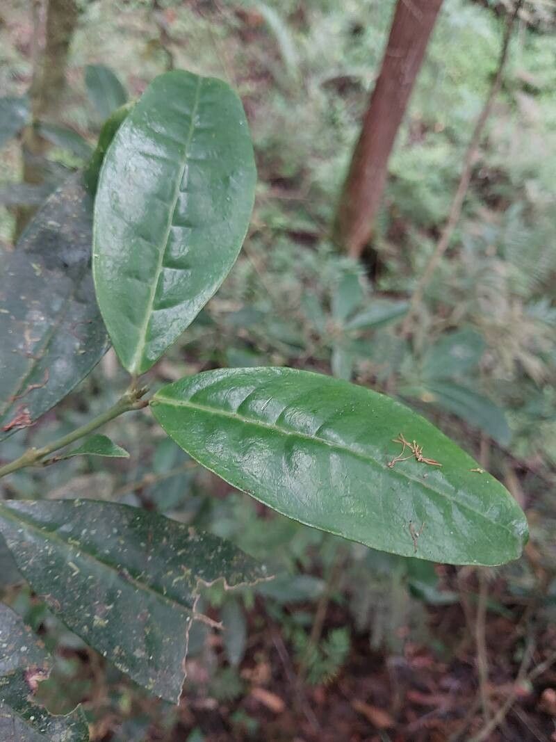 Saldinia proboscidea — search result for 'Proboscidea'