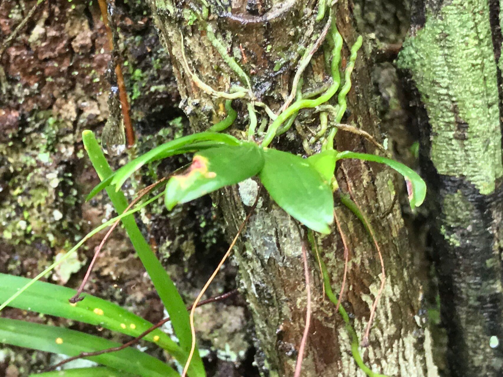 Angraecum rhynchoglossum leaf