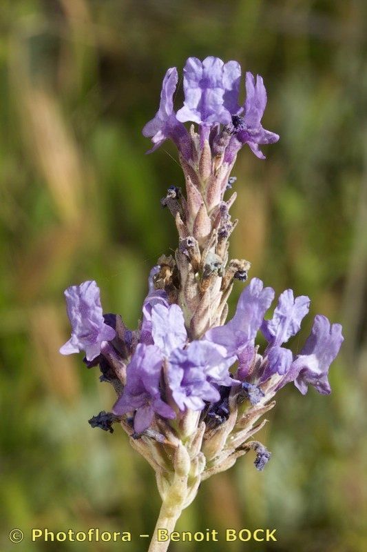 Lavandula lancerottensis other
