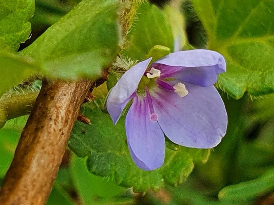 Veronica abyssinica flower