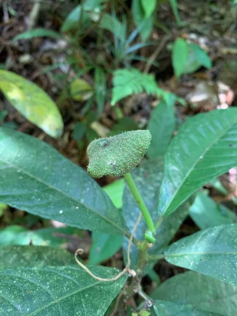 Dorstenia hirta fruit