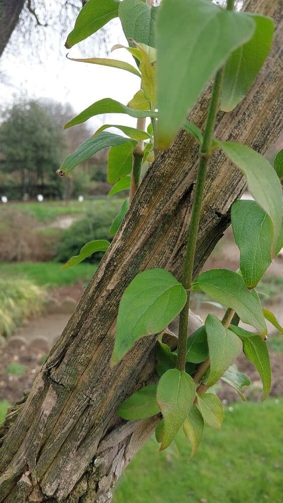 Zabelia triflora bark