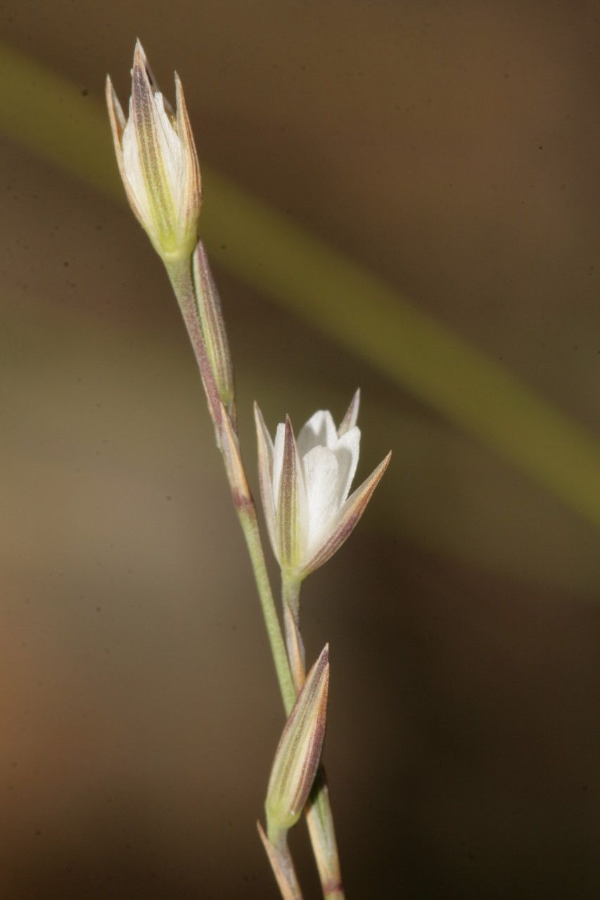Bufonia perennis flower