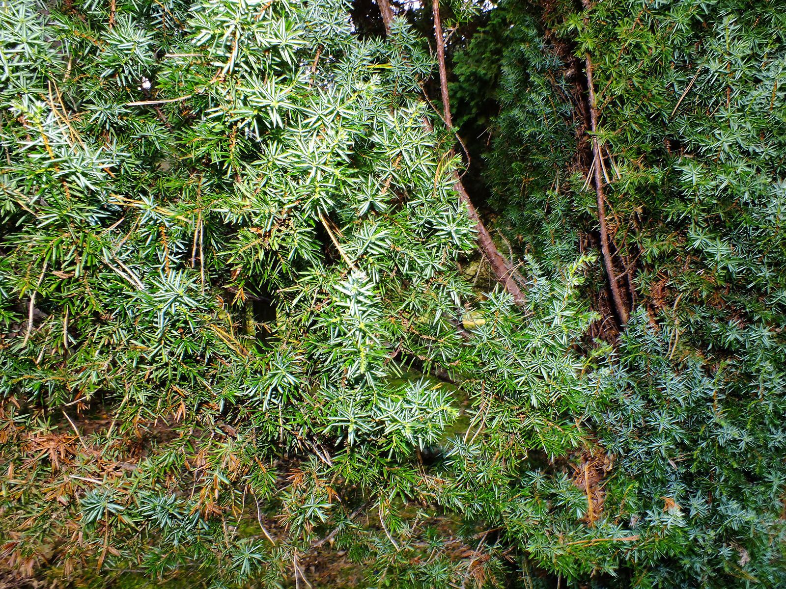 Juniperus rigida — search result for 'Cupressaceae'