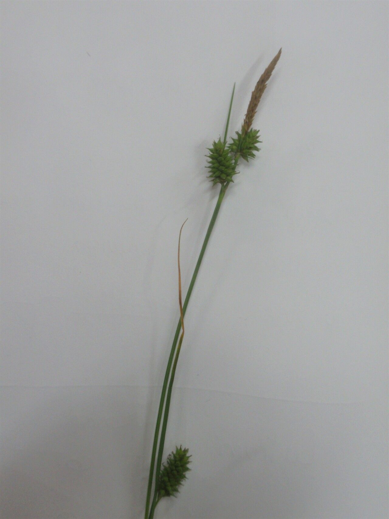 Carex mairei fruit