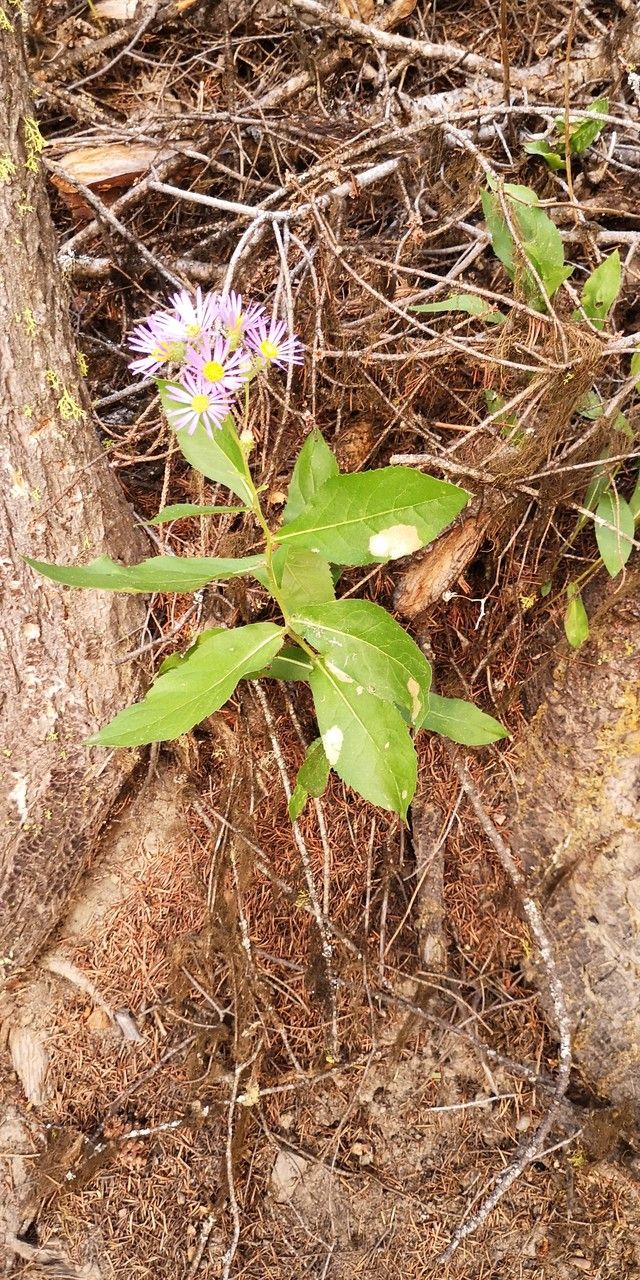 Eurybia conspicua habit