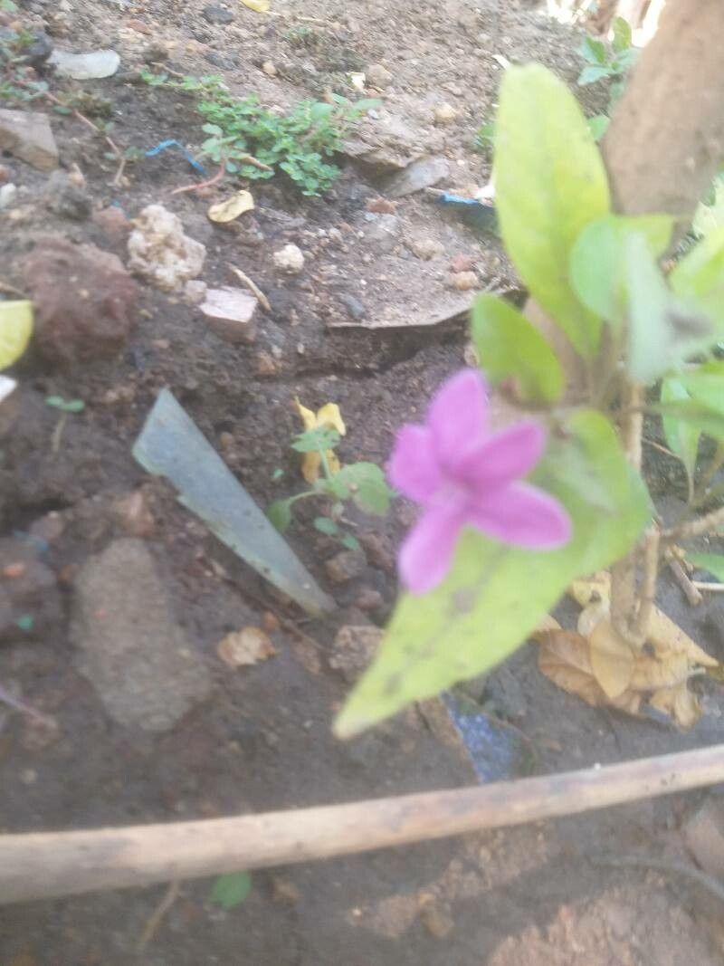 Dianthera sessilis flower