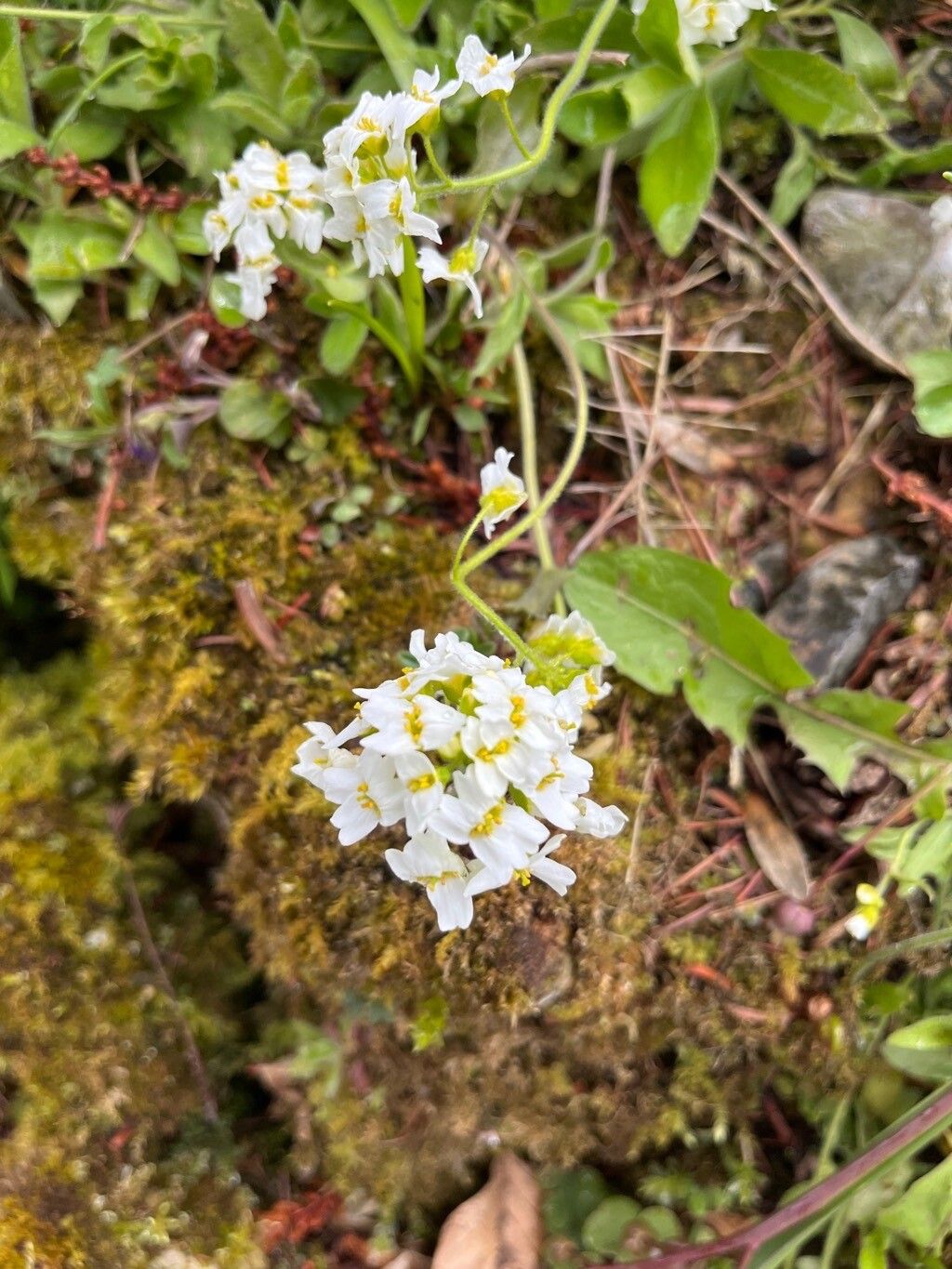 Draba sachalinensis flower