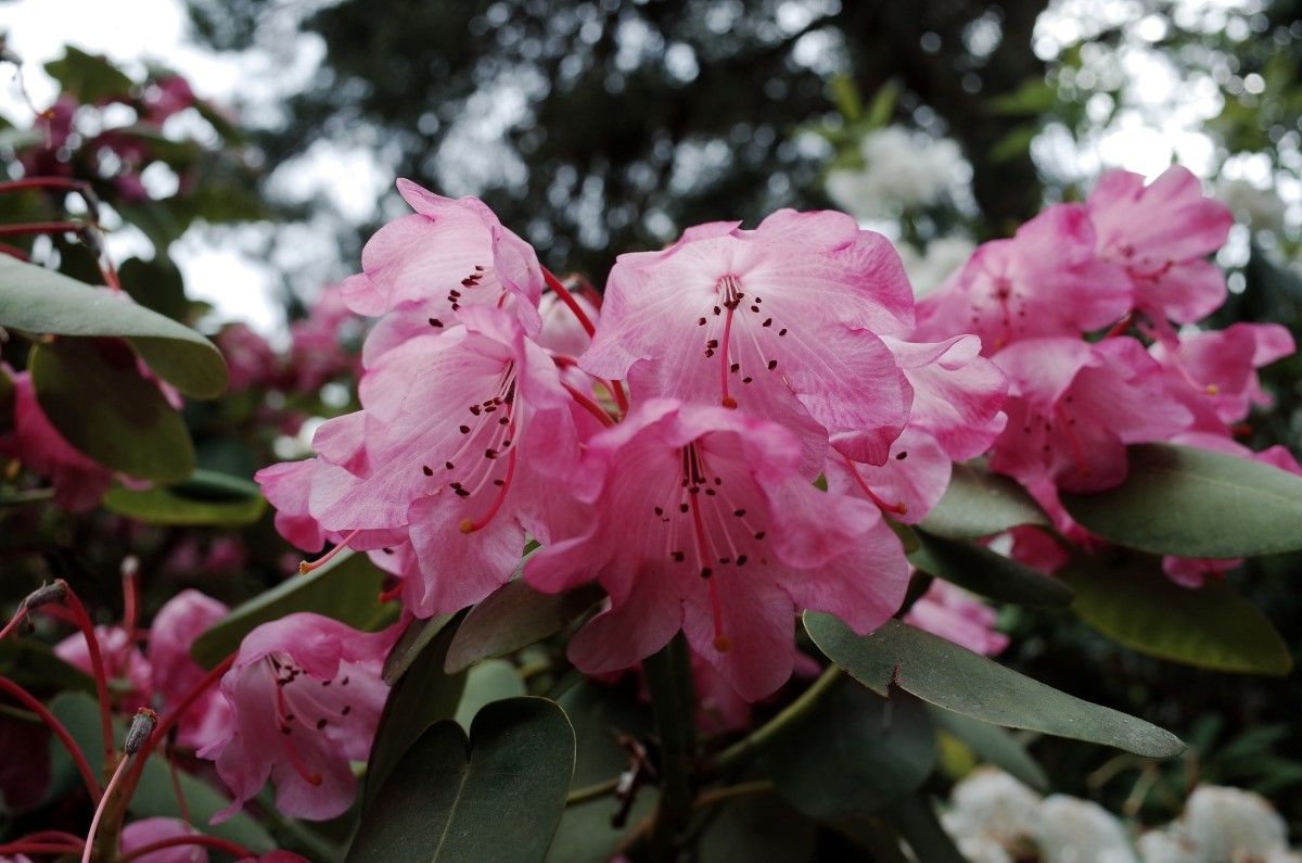 Rhododendron orbiculare flower