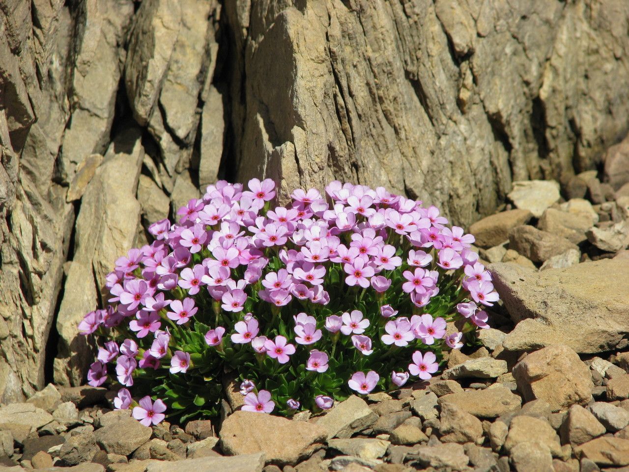 Androsace ciliata habit