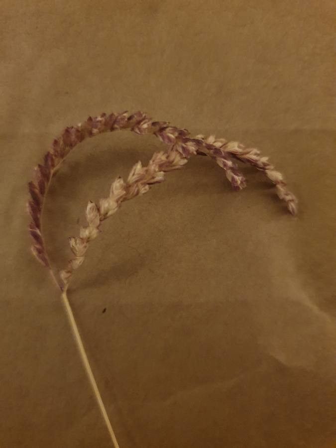 Chloris nutans fruit