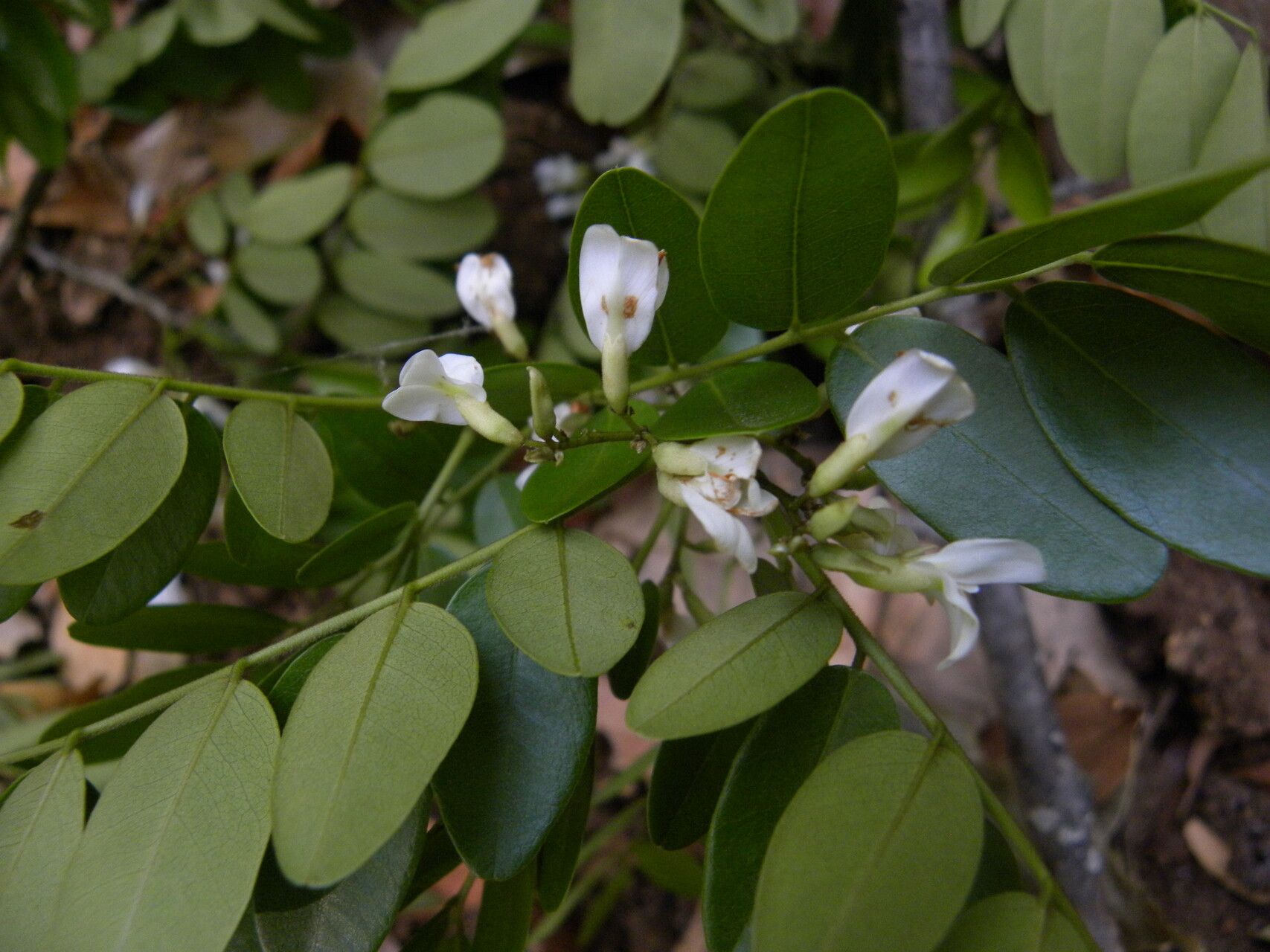 Dalbergia glabra flower