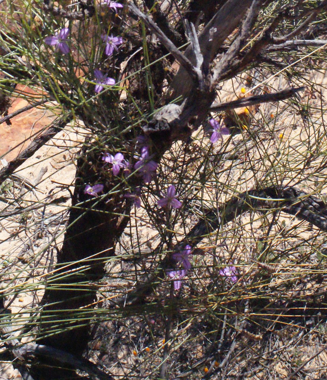 Thysanotus manglesianus habit