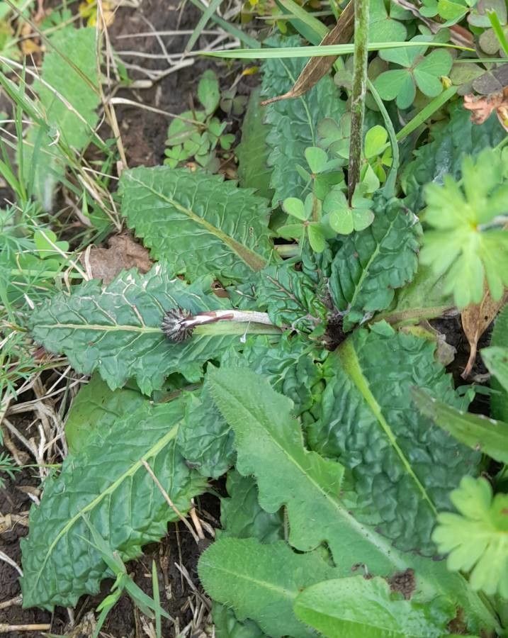 Chaptalia arechavaletae leaf