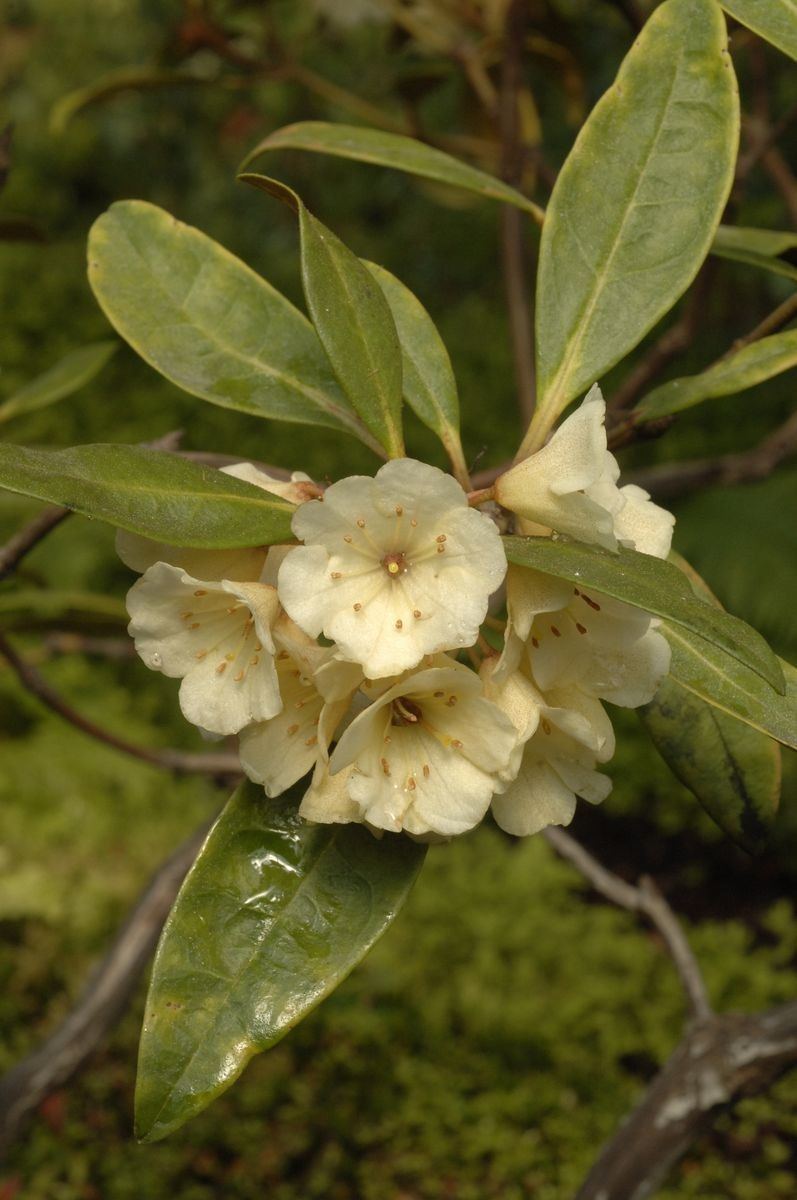 Rhododendron album — houseplant care guide