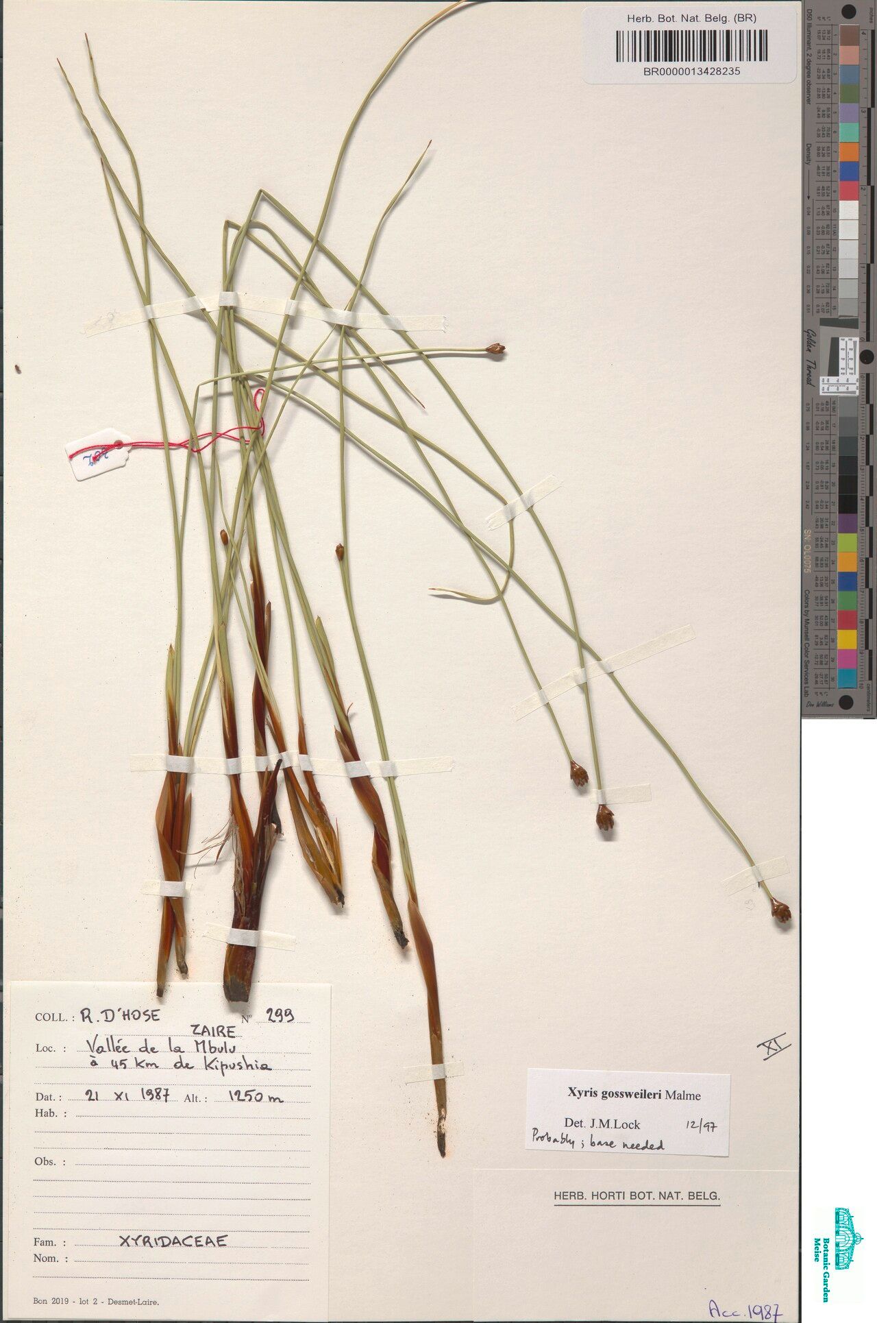 Xyris gossweileri — houseplant care guide