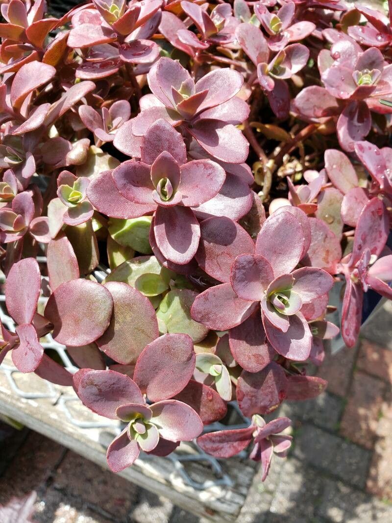 Sedum spp. — houseplant care guide