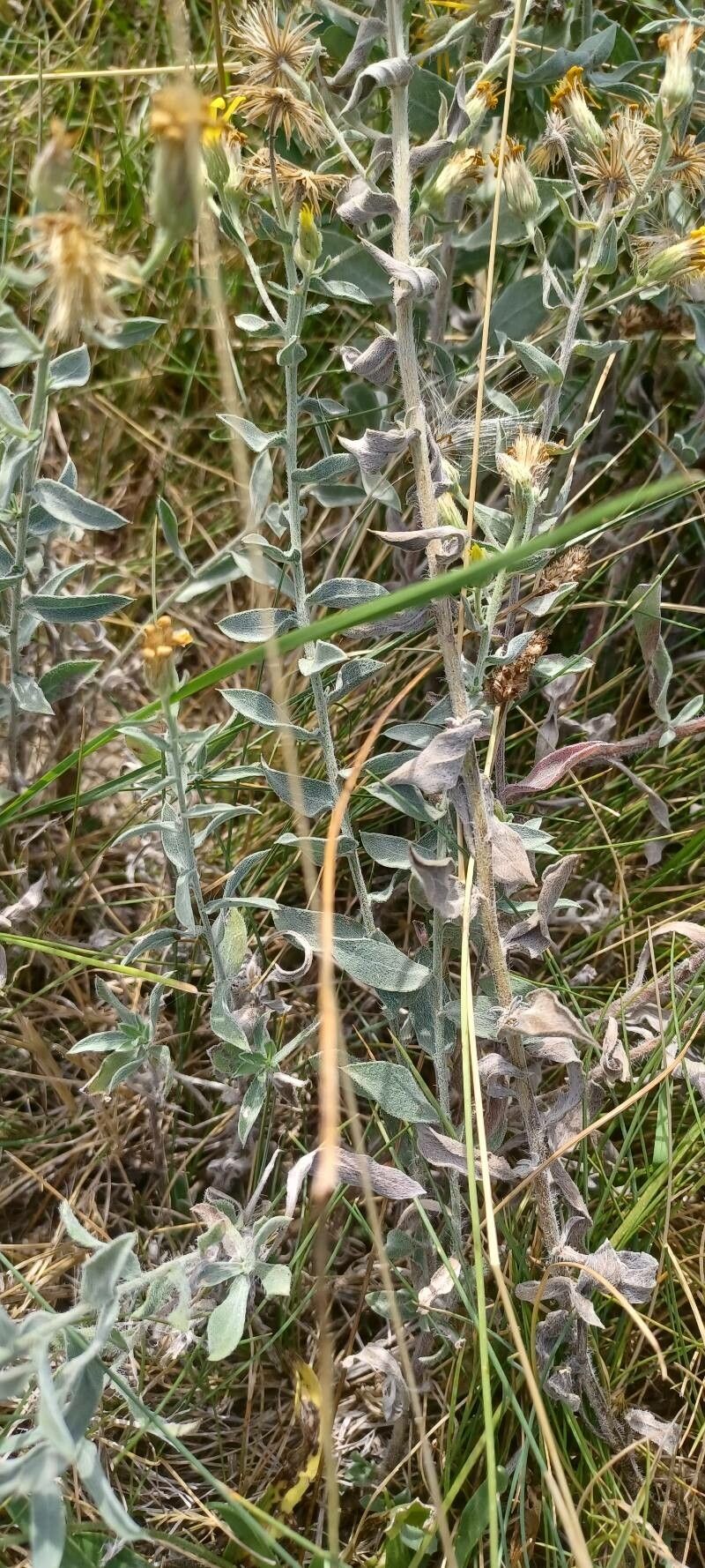 Heterotheca canescens — houseplant care guide