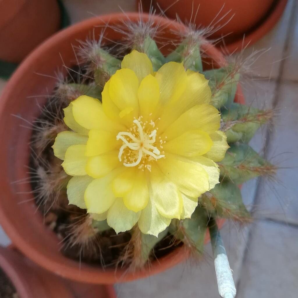 Parodia magnifica flower