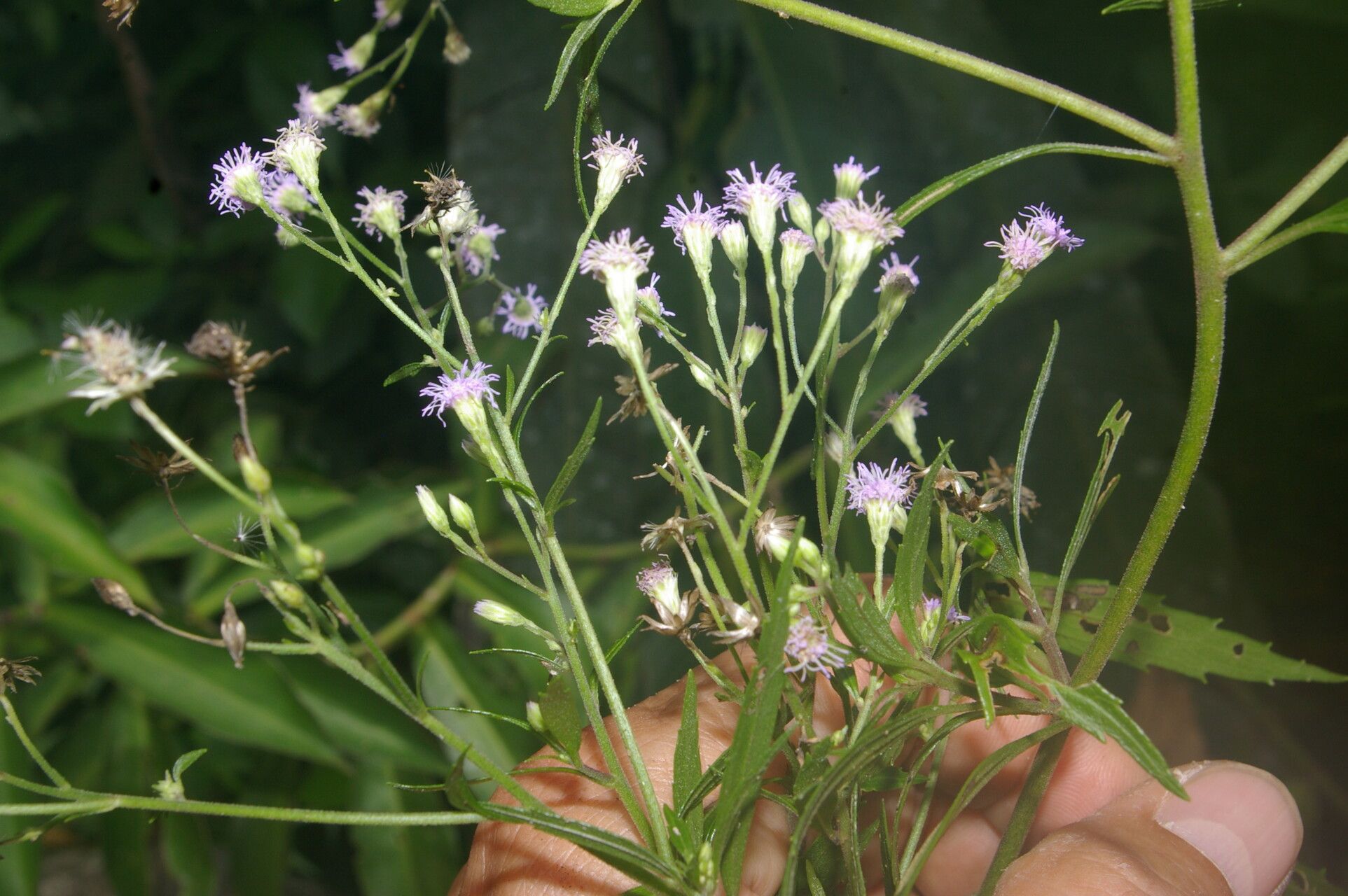 Fleischmannia sideritidis flower