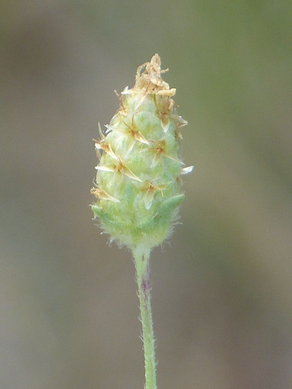 Plantago indica flower