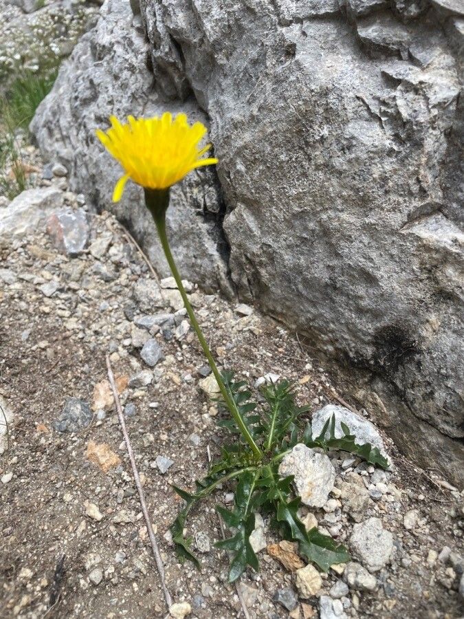 Leontodon hyoseroides flower