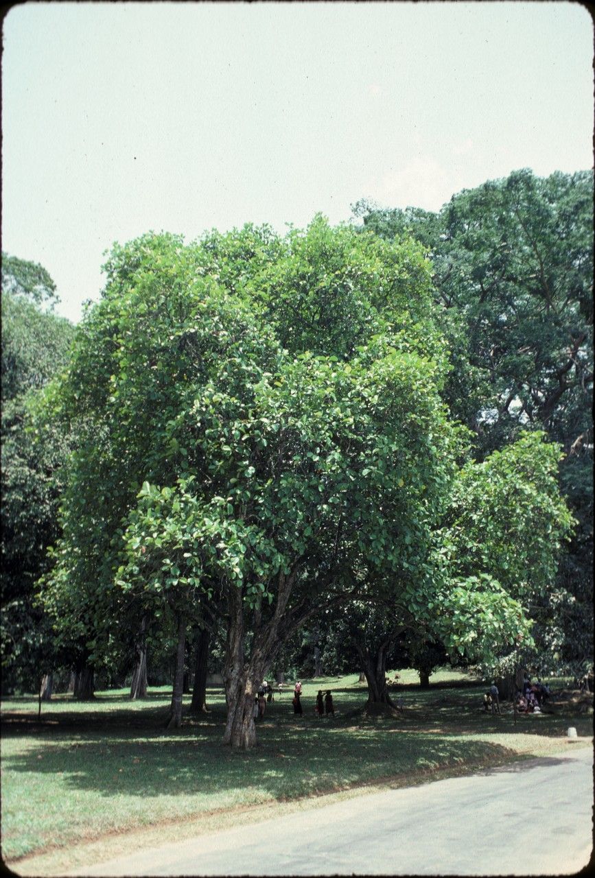 Dillenia triquetra — houseplant care guide