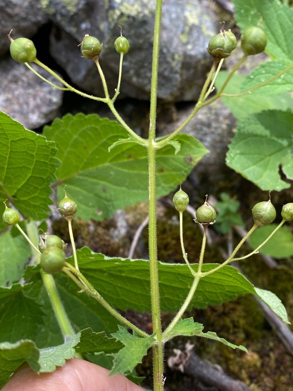 Scrophularia alpestris fruit