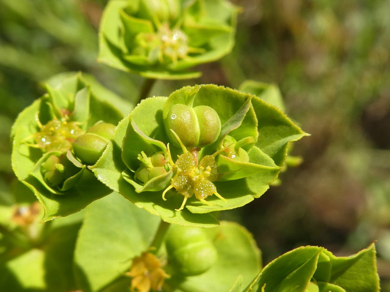 Euphorbia terracina fruit